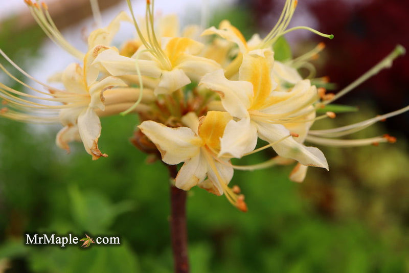 - Azalea 'Lemon Ice’ Yellow Flowers Deciduous Azalea - Mr Maple │ Buy Japanese Maple Trees