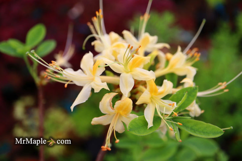 - Azalea 'Lemon Ice’ Yellow Flowers Deciduous Azalea - Mr Maple │ Buy Japanese Maple Trees