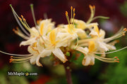 - Azalea 'Lemon Ice’ Yellow Flowers Deciduous Azalea - Mr Maple │ Buy Japanese Maple Trees