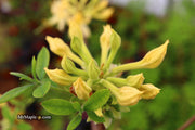 - Azalea 'Lemon Ice’ Yellow Flowers Deciduous Azalea - Mr Maple │ Buy Japanese Maple Trees