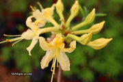 - Azalea 'Lemon Ice’ Yellow Flowers Deciduous Azalea - Mr Maple │ Buy Japanese Maple Trees