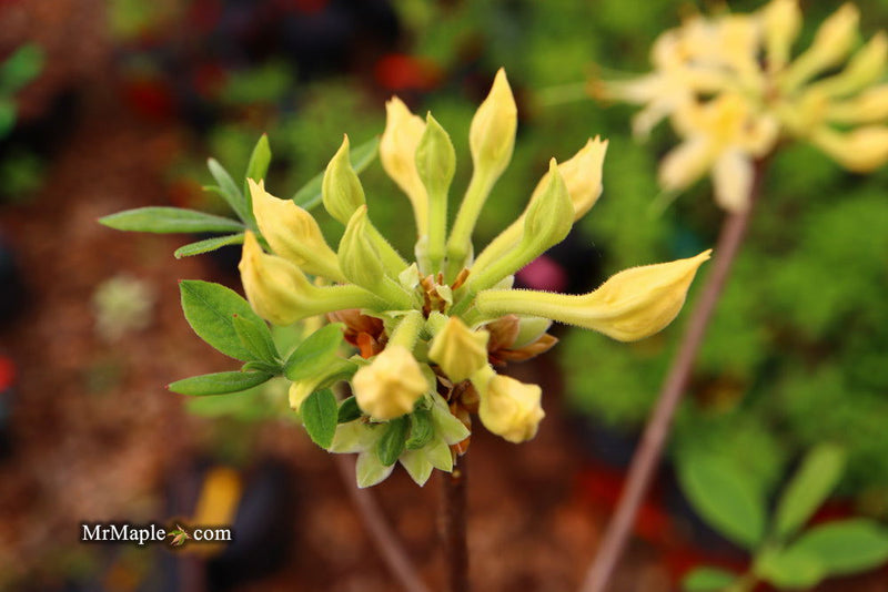 - Azalea 'Lemon Ice’ Yellow Flowers Deciduous Azalea - Mr Maple │ Buy Japanese Maple Trees