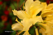 - Azalea 'Lemon Lights’ Yellow Flowers Deciduous Azalea - Mr Maple │ Buy Japanese Maple Trees