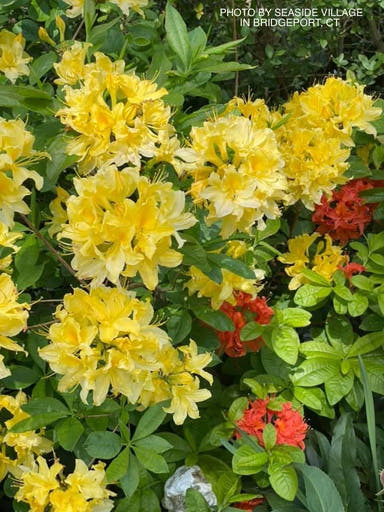 - Azalea 'Lemon Lights’ Yellow Flowers Deciduous Azalea - Mr Maple │ Buy Japanese Maple Trees