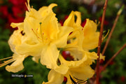 - Azalea 'Lemon Lights’ Yellow Flowers Deciduous Azalea - Mr Maple │ Buy Japanese Maple Trees