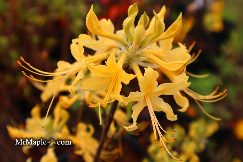 - Azalea 'Lemon Lush’ Yellow Flowers Deciduous Azalea - Mr Maple │ Buy Japanese Maple Trees