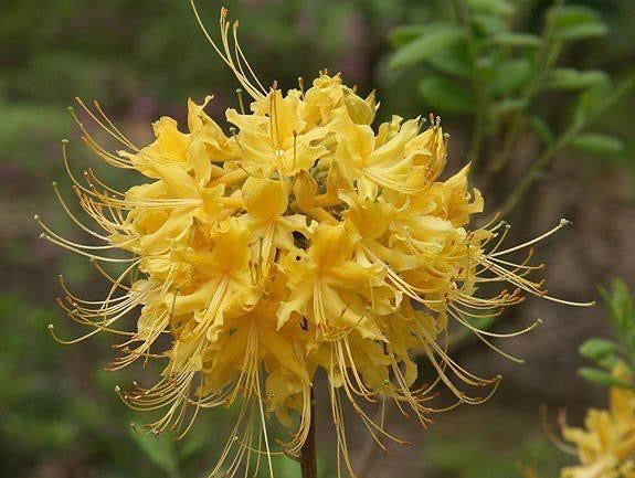 - Azalea 'Lemon Lush’ Yellow Flowers Deciduous Azalea - Mr Maple │ Buy Japanese Maple Trees