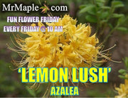 - Azalea 'Lemon Lush’ Yellow Flowers Deciduous Azalea - Mr Maple │ Buy Japanese Maple Trees