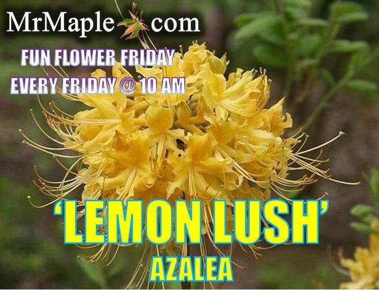 - Azalea 'Lemon Lush’ Yellow Flowers Deciduous Azalea - Mr Maple │ Buy Japanese Maple Trees