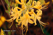 - Azalea 'Lemon Lush’ Yellow Flowers Deciduous Azalea - Mr Maple │ Buy Japanese Maple Trees
