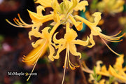 - Azalea 'Lemon Lush’ Yellow Flowers Deciduous Azalea - Mr Maple │ Buy Japanese Maple Trees