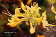 - Azalea 'Lemon Lush’ Yellow Flowers Deciduous Azalea - Mr Maple │ Buy Japanese Maple Trees