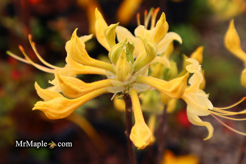 - Azalea 'Lemon Lush’ Yellow Flowers Deciduous Azalea - Mr Maple │ Buy Japanese Maple Trees
