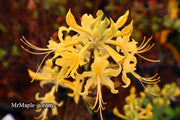 - Azalea 'Lemon Lush’ Yellow Flowers Deciduous Azalea - Mr Maple │ Buy Japanese Maple Trees