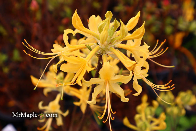 - Azalea 'Lemon Lush’ Yellow Flowers Deciduous Azalea - Mr Maple │ Buy Japanese Maple Trees