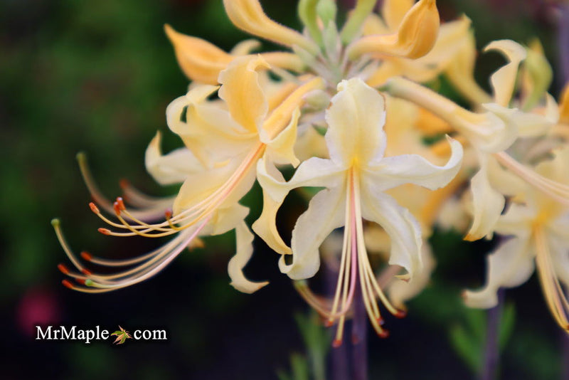 - Azalea 'Lemon Lush’ Yellow Flowers Deciduous Azalea - Mr Maple │ Buy Japanese Maple Trees