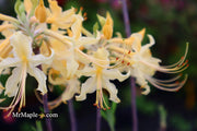 - Azalea 'Lemon Lush’ Yellow Flowers Deciduous Azalea - Mr Maple │ Buy Japanese Maple Trees