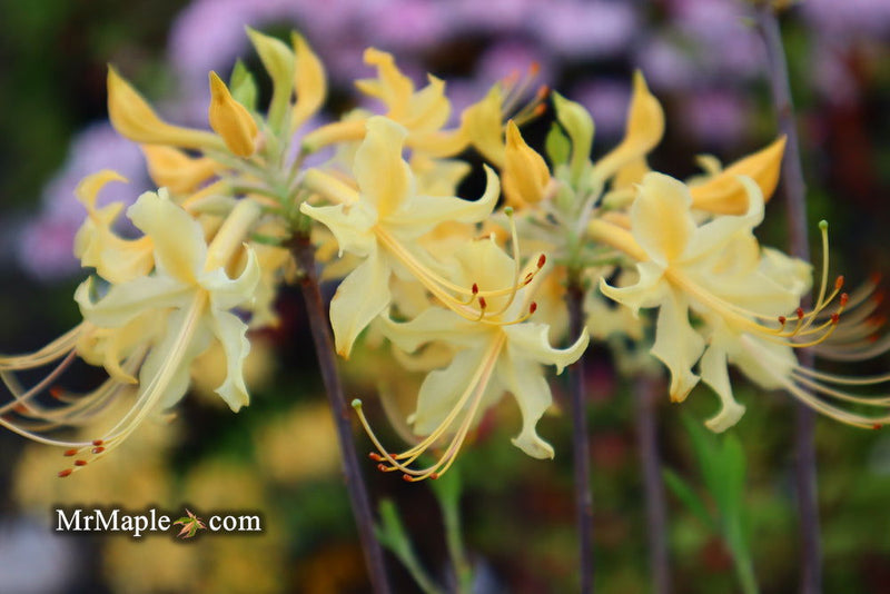 - Azalea 'Lemon Lush’ Yellow Flowers Deciduous Azalea - Mr Maple │ Buy Japanese Maple Trees