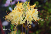 - Azalea 'Lemon Lush’ Yellow Flowers Deciduous Azalea - Mr Maple │ Buy Japanese Maple Trees