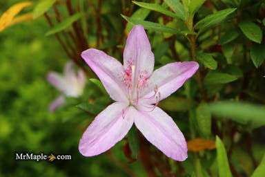 - Azalea 'Lilacina’ Lavendar Southern Indica Azalea - Mr Maple │ Buy Japanese Maple Trees
