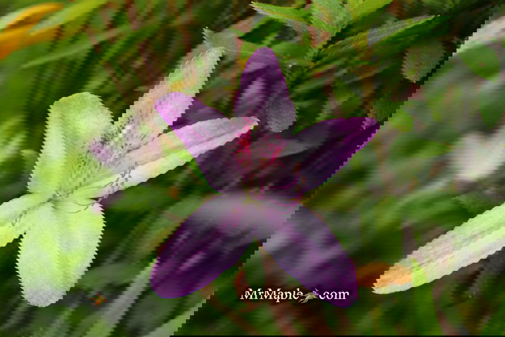 Azalea 'Lilacina' Lavendar Southern Indica Azalea — Mr Maple