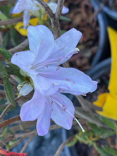 - Azalea 'Lilacina’ Lavendar Southern Indica Azalea - Mr Maple │ Buy Japanese Maple Trees