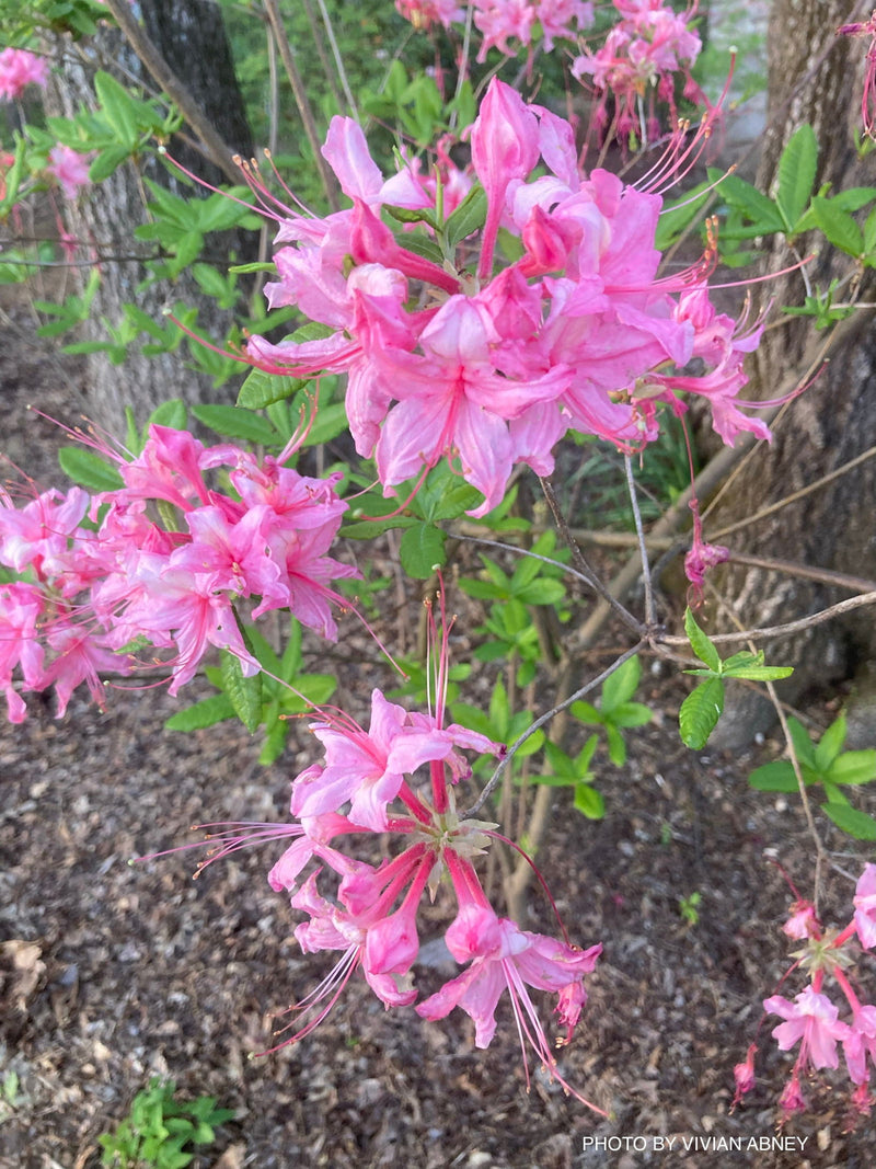 - Azalea 'Lovely Linda’ Pink Native Azalea - Mr Maple │ Buy Japanese Maple Trees