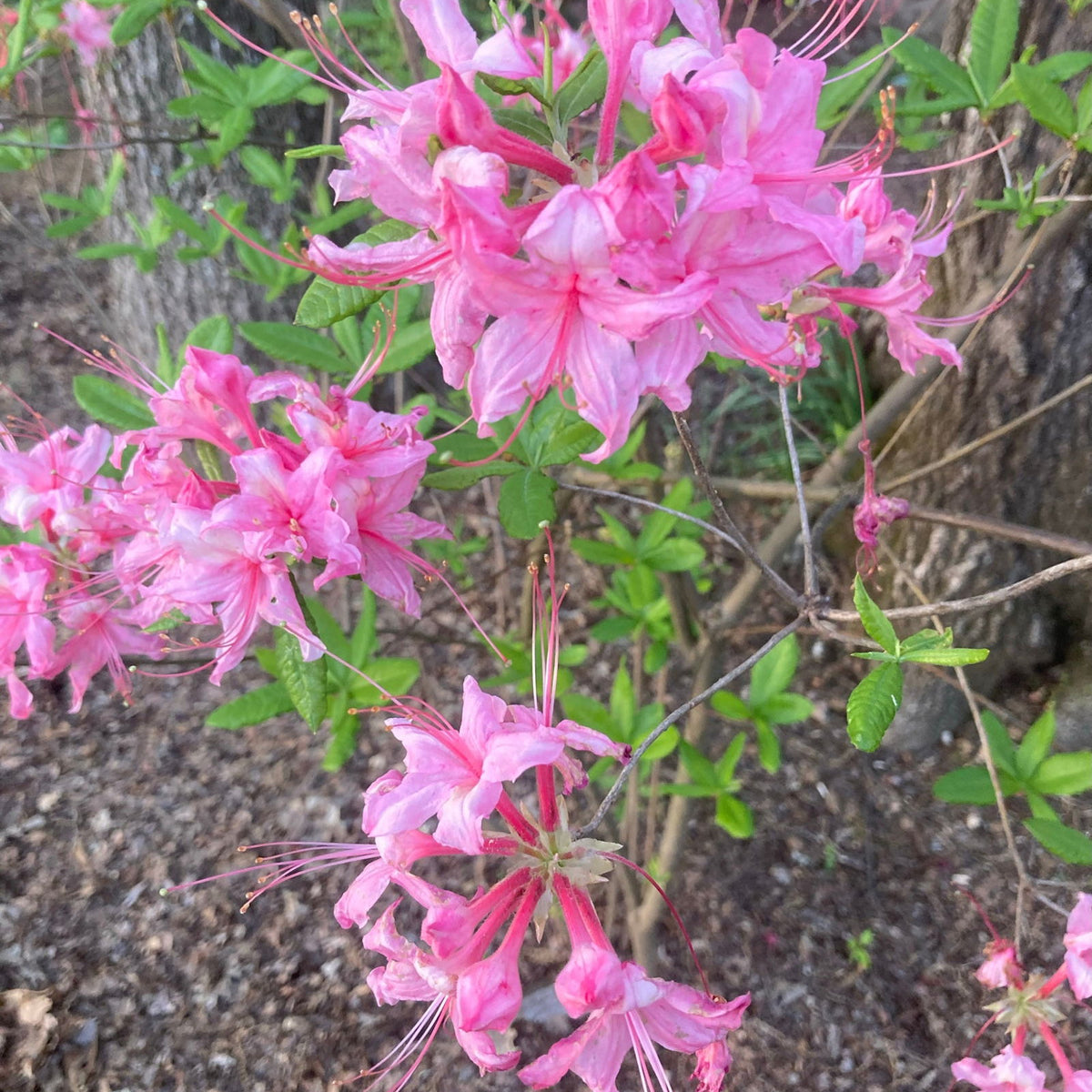 Buy Azalea 'Lovely Linda' Pink Native Azalea — Mr Maple │ Buy