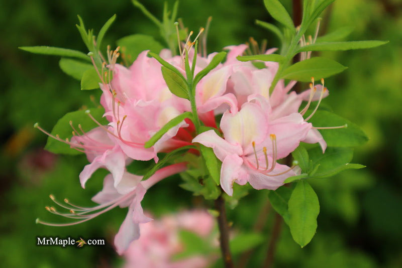 - Azalea 'Lovely Linda’ Pink Native Azalea - Mr Maple │ Buy Japanese Maple Trees
