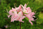- Azalea 'Lovely Linda’ Pink Native Azalea - Mr Maple │ Buy Japanese Maple Trees