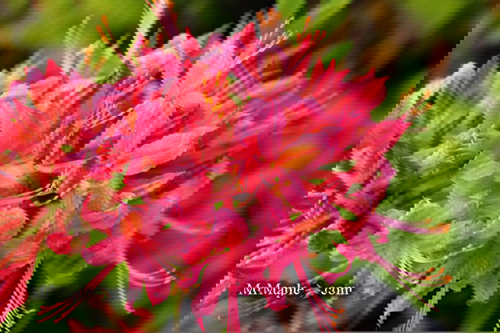 Buy Azalea 'Magenta Rose Flame' Pink Native Azalea — Mr Maple