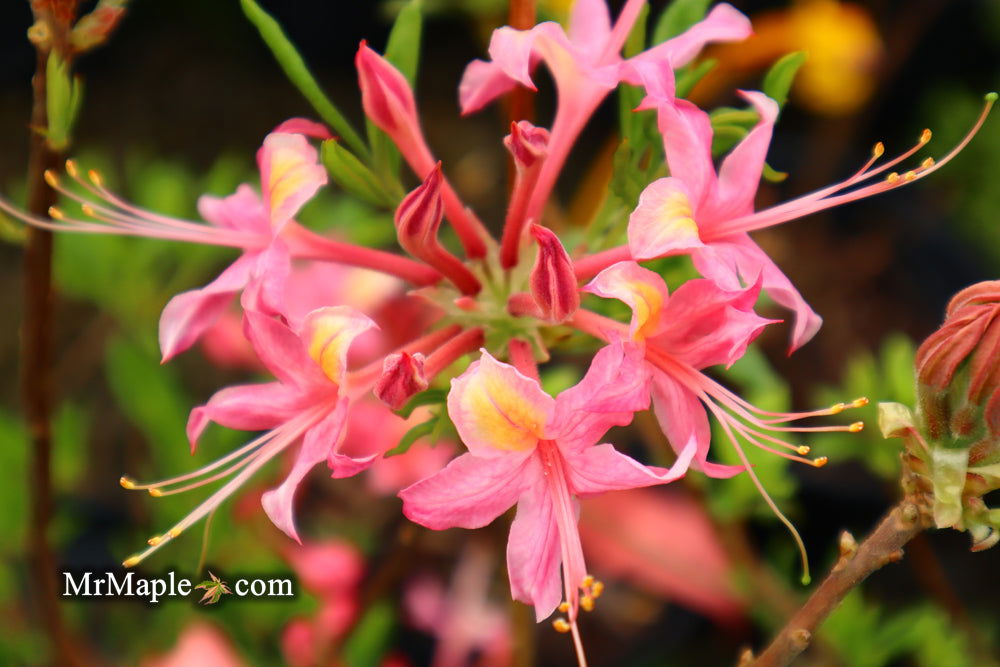 Buy Azalea 'Magenta Rose Flame' Pink Native Azalea — Mr Maple