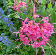 - Azalea 'Magenta Rose Flame’ Pink Native Azalea - Mr Maple │ Buy Japanese Maple Trees