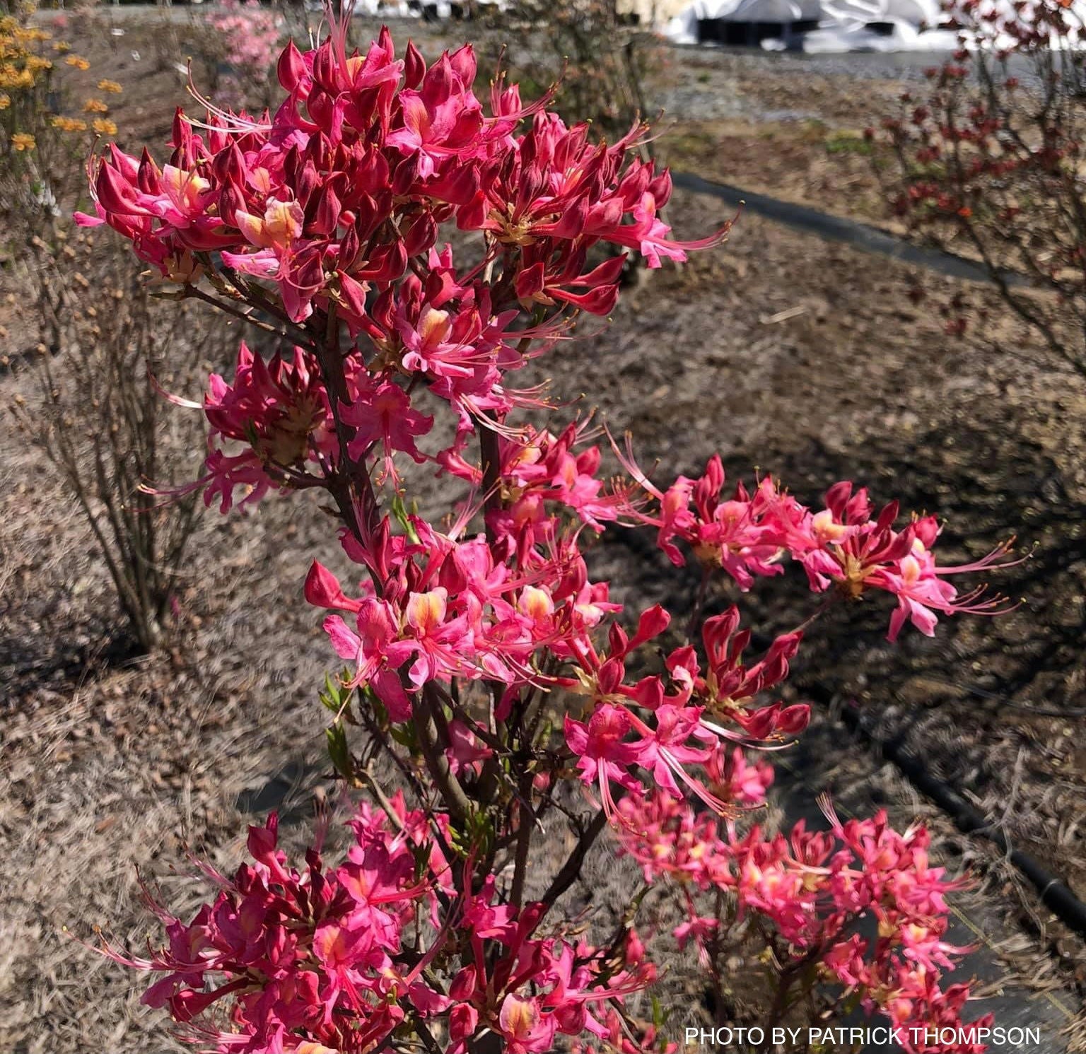 Buy Azalea 'Magenta Rose Flame’ Pink Native Azalea — Mr Maple │ Buy ...
