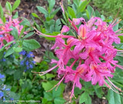 - Azalea 'Magenta Rose Flame’ Pink Native Azalea - Mr Maple │ Buy Japanese Maple Trees