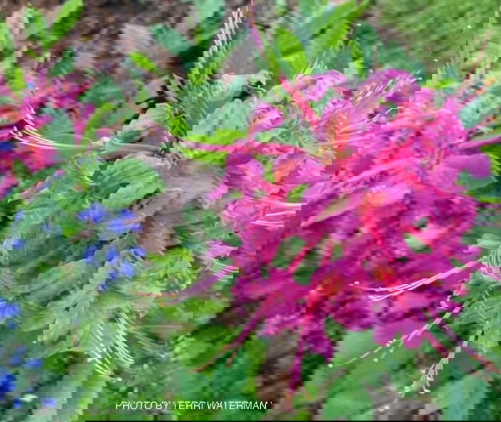 - Azalea 'Magenta Rose Flame’ Pink Native Azalea - Mr Maple │ Buy Japanese Maple Trees