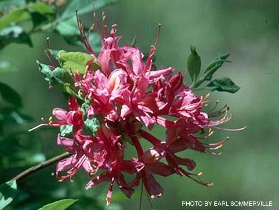 - Azalea 'Magenta Rose Flame’ Pink Native Azalea - Mr Maple │ Buy Japanese Maple Trees