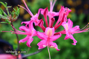 - Azalea 'Magenta Rose Flame’ Pink Native Azalea - Mr Maple │ Buy Japanese Maple Trees