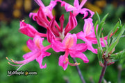 - Azalea 'Magenta Rose Flame’ Pink Native Azalea - Mr Maple │ Buy Japanese Maple Trees