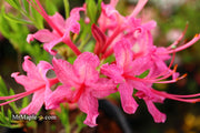 - Azalea 'Magenta Rose Flame’ Pink Native Azalea - Mr Maple │ Buy Japanese Maple Trees