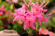 - Azalea 'Magenta Rose Flame’ Pink Native Azalea - Mr Maple │ Buy Japanese Maple Trees