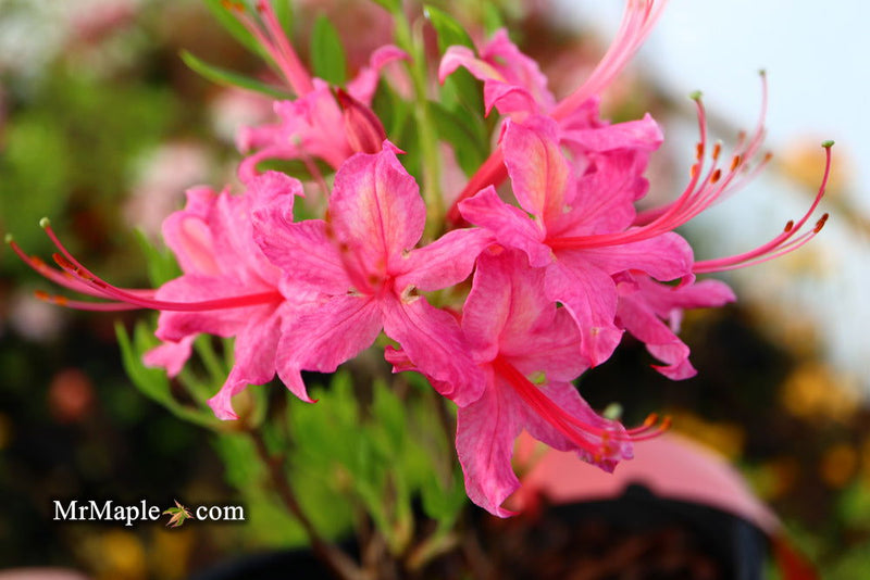 - Azalea 'Magenta Rose Flame’ Pink Native Azalea - Mr Maple │ Buy Japanese Maple Trees