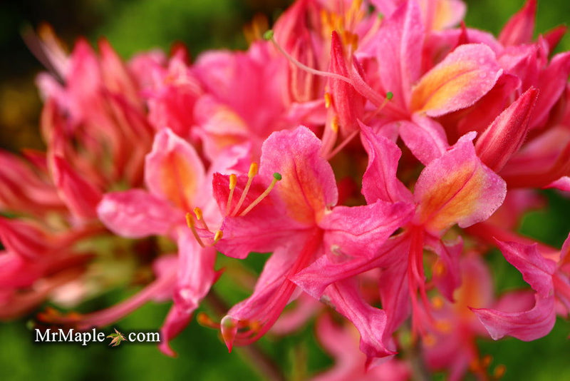 - Azalea 'Magenta Rose Flame’ Pink Native Azalea - Mr Maple │ Buy Japanese Maple Trees