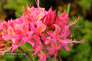 - Azalea 'Magenta Rose Flame’ Pink Native Azalea - Mr Maple │ Buy Japanese Maple Trees