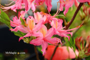 - Azalea 'Magenta Rose Flame’ Pink Native Azalea - Mr Maple │ Buy Japanese Maple Trees