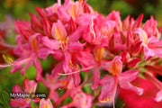 - Azalea 'Magenta Rose Flame’ Pink Native Azalea - Mr Maple │ Buy Japanese Maple Trees
