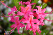 - Azalea 'Magenta Rose Flame’ Pink Native Azalea - Mr Maple │ Buy Japanese Maple Trees