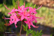 - Azalea 'Magenta Rose Flame’ Pink Native Azalea - Mr Maple │ Buy Japanese Maple Trees