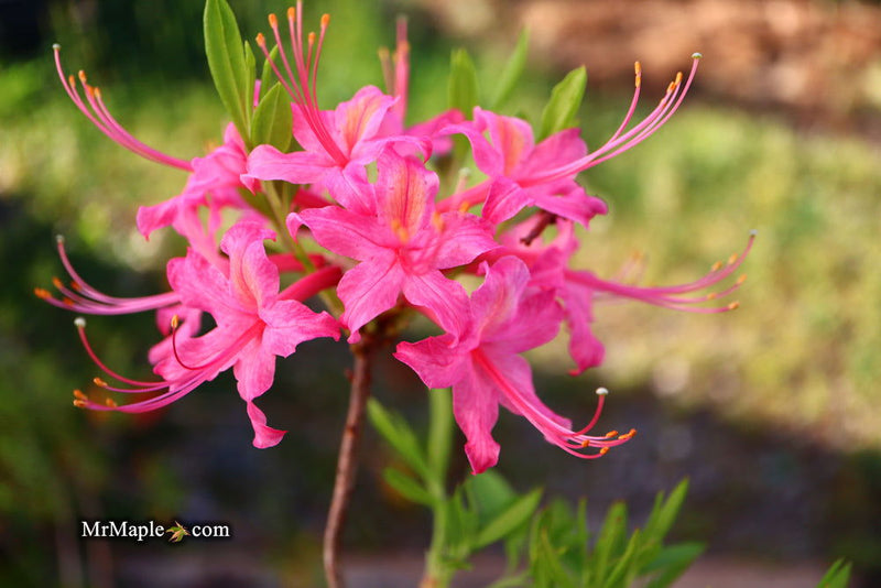 - Azalea 'Magenta Rose Flame’ Pink Native Azalea - Mr Maple │ Buy Japanese Maple Trees