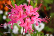 - Azalea 'Magenta Rose Flame’ Pink Native Azalea - Mr Maple │ Buy Japanese Maple Trees